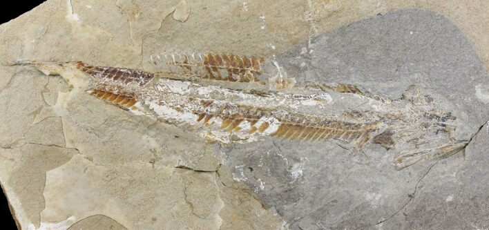 Bargain, Cretaceous Viper Fish (Prionolepis) - Lebanon #147168